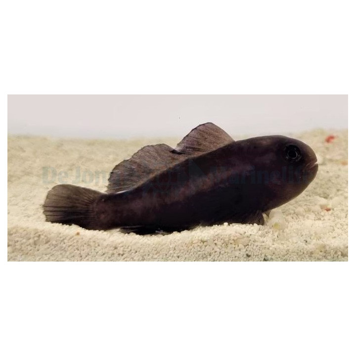 Gobiodon acicularis - Midnight Coral Goby