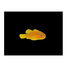 Gobiodon citrinus - Sitruunatokko