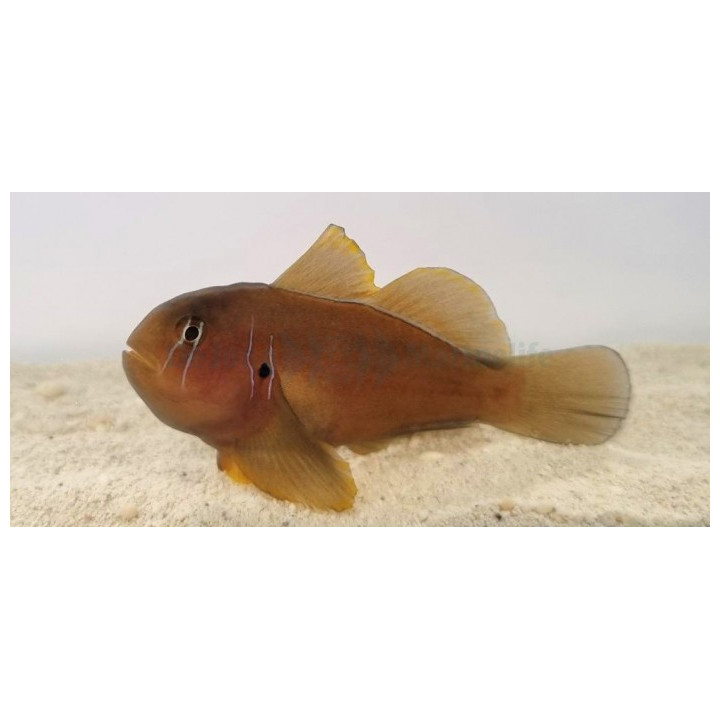 Gobiodon citrinus - Sitruunatokko