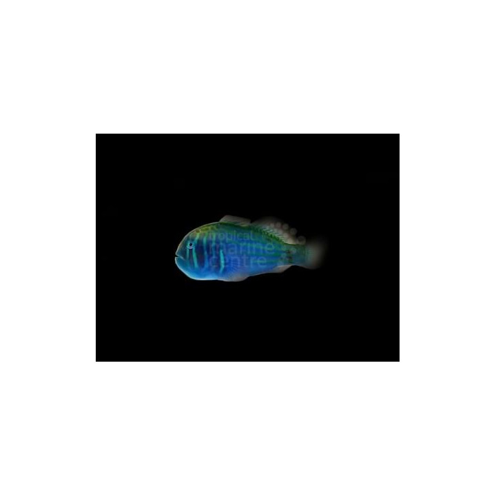 Klovnitokko (Gobiodon histrio), värikäs korallikutuja, pieniin merivesiakvaarioihin