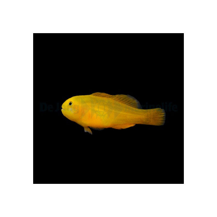 Gobiodon okinawae - Keltatokko
