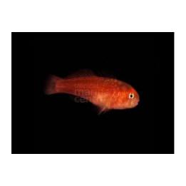 Gobiodon quinquestrigatus - Red Coral Goby