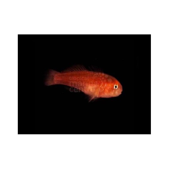 Gobiodon quinquestrigatus - Red Coral Goby