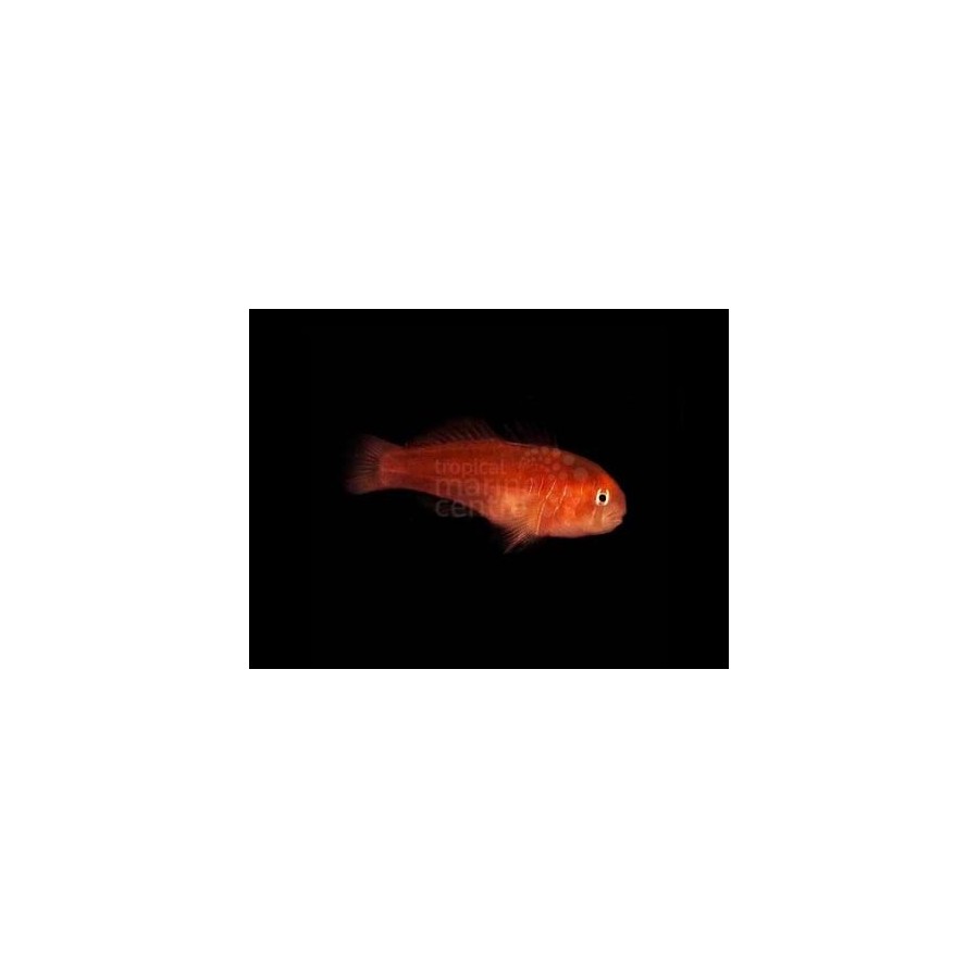 Gobiodon quinquestrigatus - Red Coral Goby