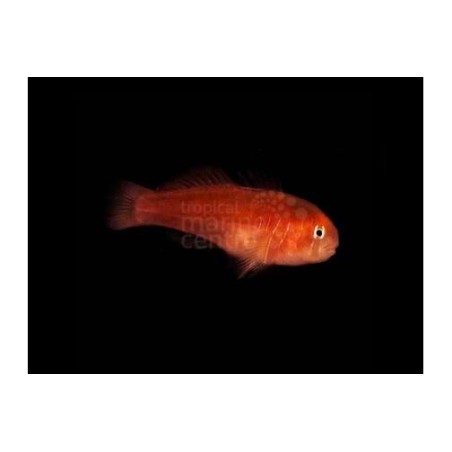 Gobiodon quinquestrigatus - Red Coral Goby