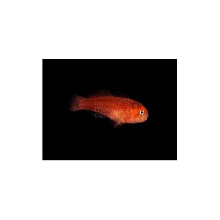 Gobiodon quinquestrigatus - Red Coral Goby