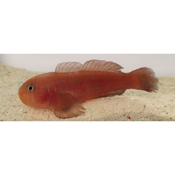 Gobiodon quinquestrigatus - Red Coral Goby