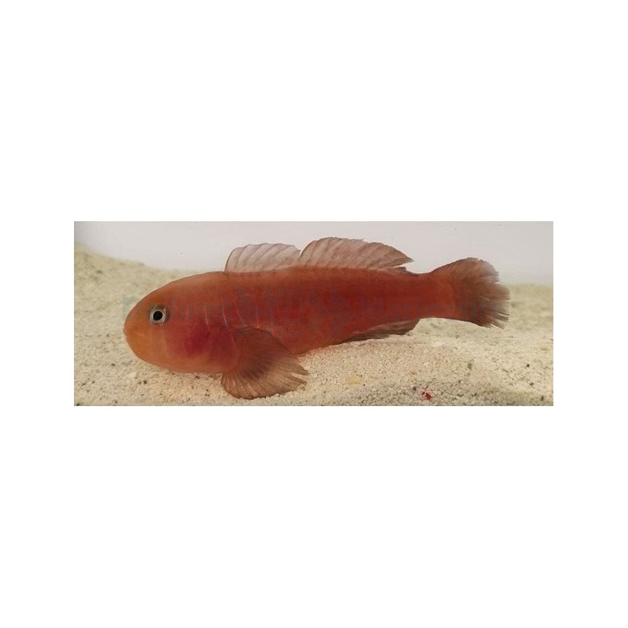 Gobiodon quinquestrigatus - Red Coral Goby