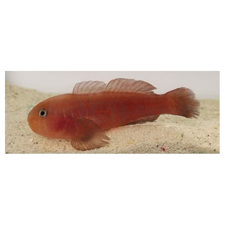 Gobiodon quinquestrigatus - Red Coral Goby