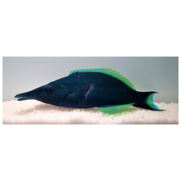 Gomphosus Caeruleus- sinilintukala
