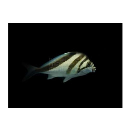 Goniistius gibbosus - Morwong