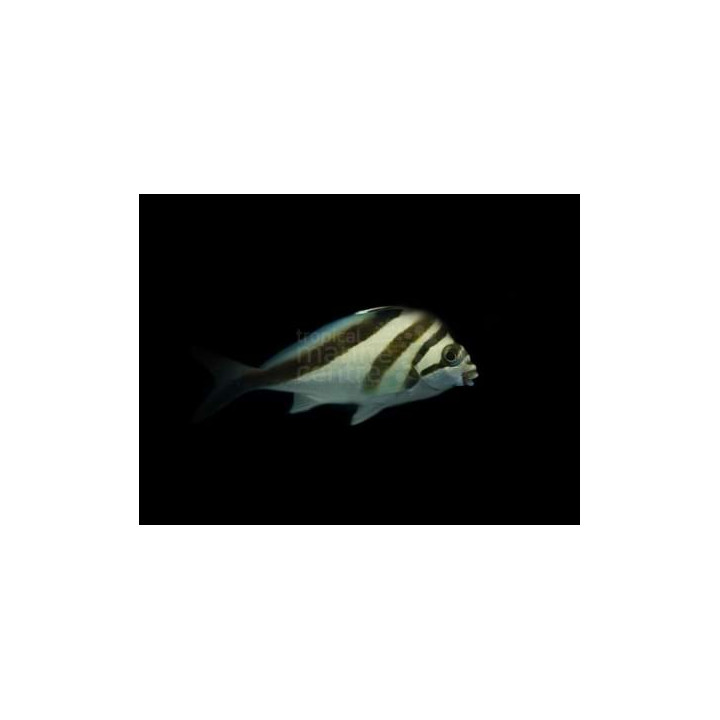 Goniistius gibbosus - Morwong