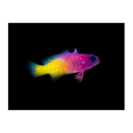 Gramma brasiliensis - Gramma - Emperor