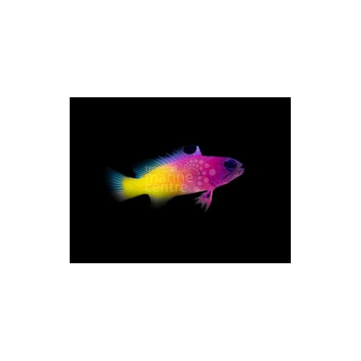 Gramma brasiliensis - Gramma - Emperor