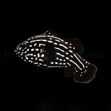 Grammistes sexlineatus - Sixline Grouper