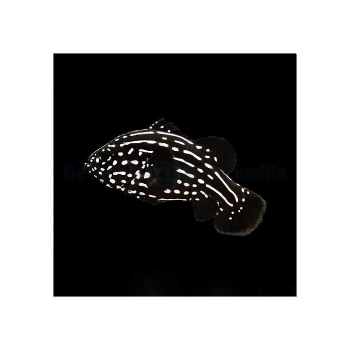 Grammistes sexlineatus - Sixline Grouper