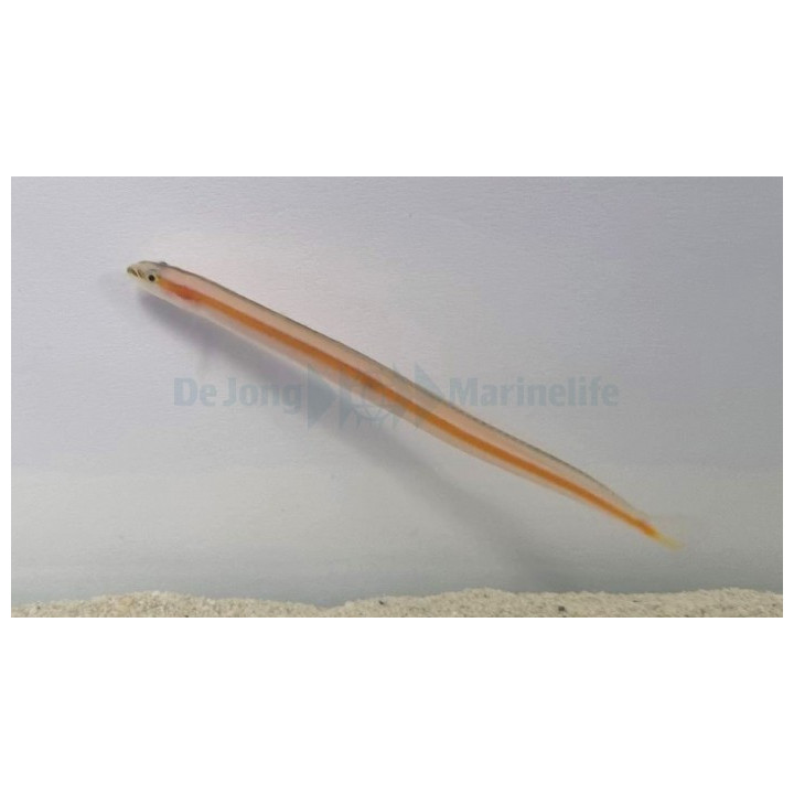 Gunnellichthys curiosus - Curious Worm Goby