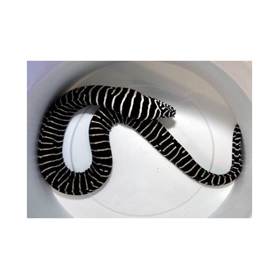 Gymnomuraena zebra - Zebra Eel