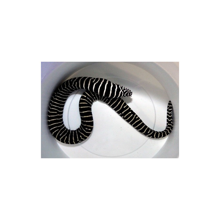 Gymnomuraena zebra - Zebra Eel