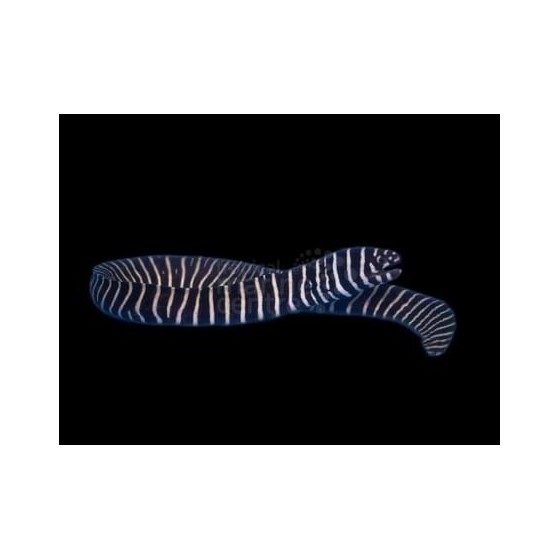 Gymnomuraena zebra - Zebra Eel