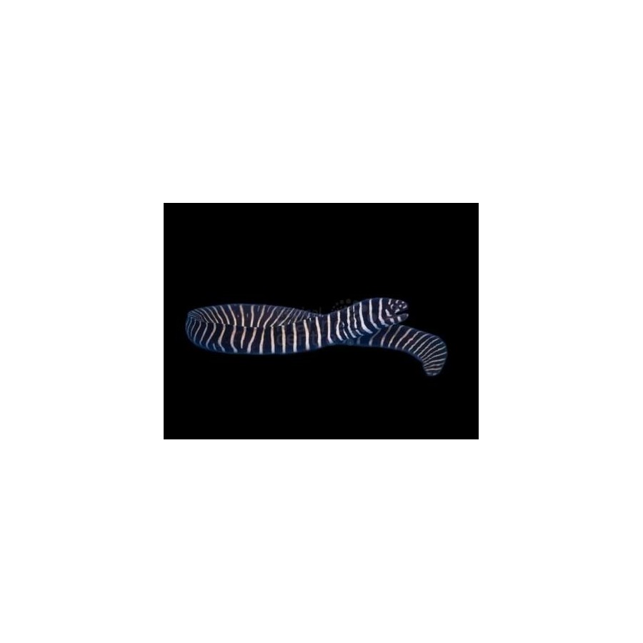 Gymnomuraena zebra - Zebra Eel