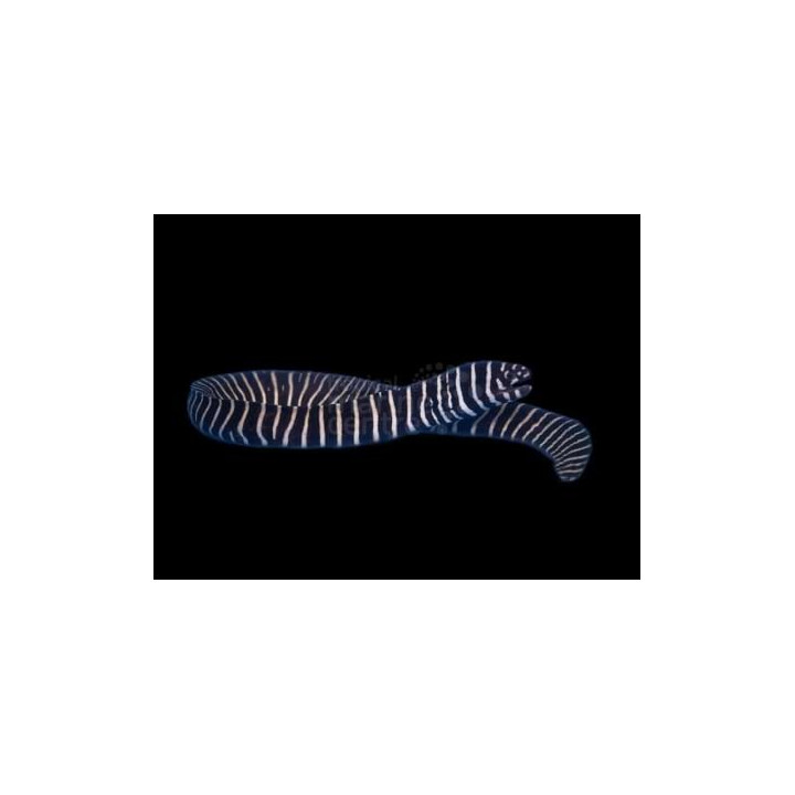 Gymnomuraena zebra - Zebra Eel