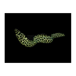 Gymnothorax favagineus - Leopard Eel