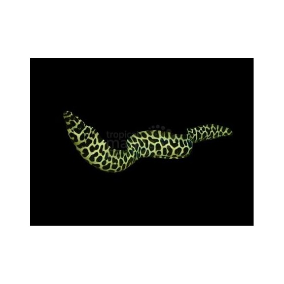 Gymnothorax favagineus - Leopard Eel