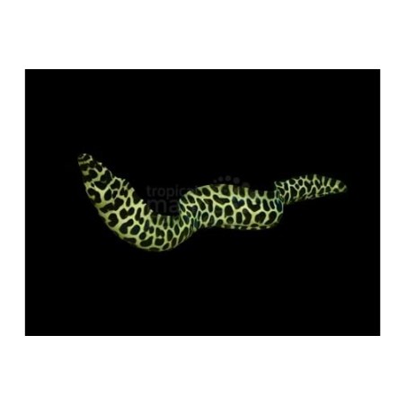 Gymnothorax favagineus - Leopard Eel