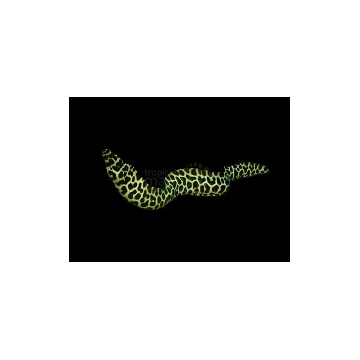 Gymnothorax favagineus - Leopard Eel