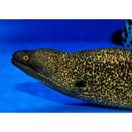 Gymnothorax flavimarginatus