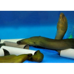 Gymnothorax funebris