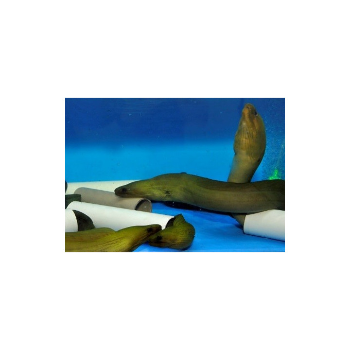 Gymnothorax funebris -