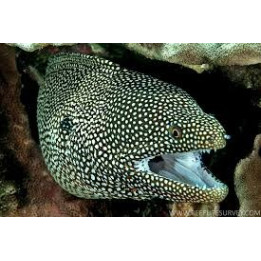 Gymnothorax meleagris