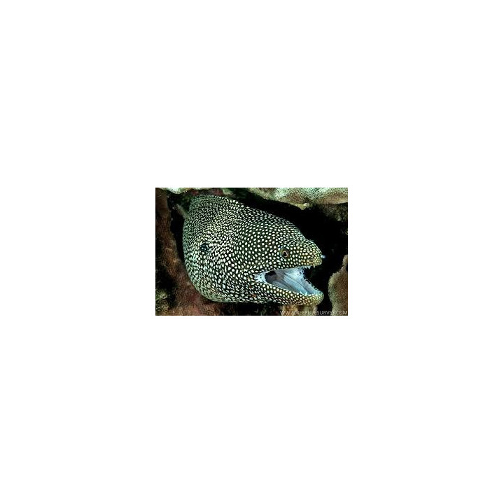 Gymnothorax meleagris