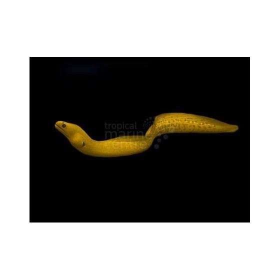 Gymnothorax miliaris - Banana Eel