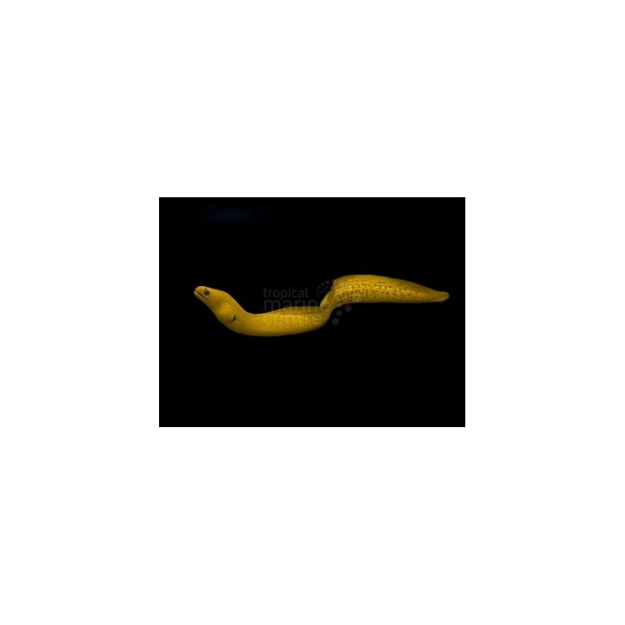 Gymnothorax miliaris - Banana Eel