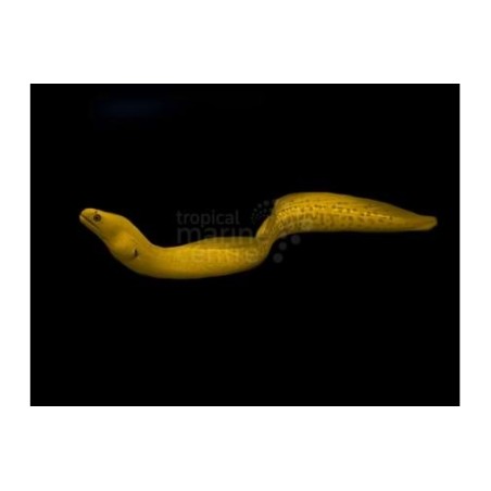 Gymnothorax miliaris - Banana Eel