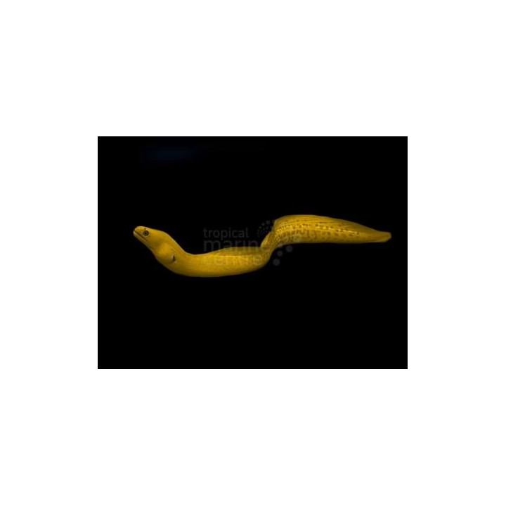 Gymnothorax miliaris - Banana Eel