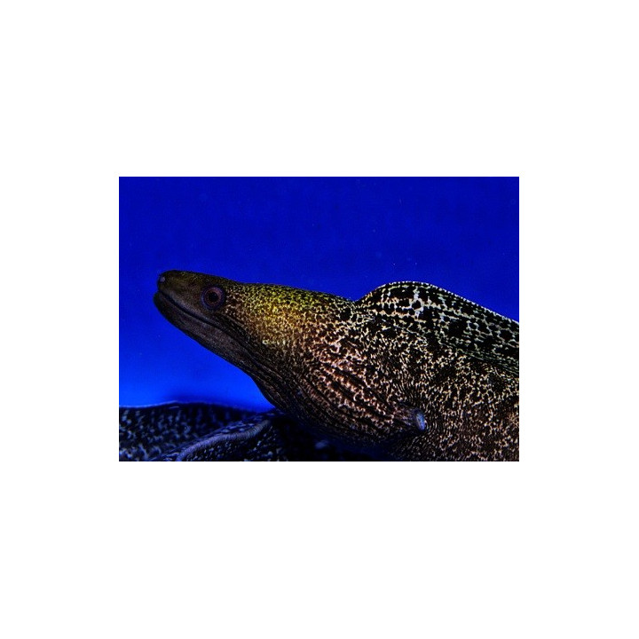 Gymnothorax undulatus