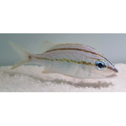 Haemulon flavolineatum - French Grunt