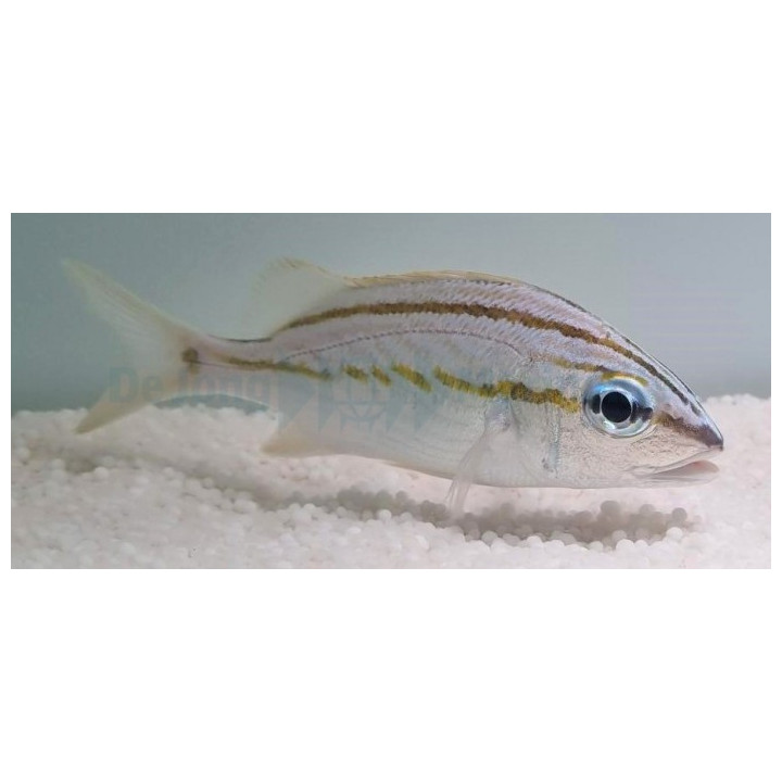 Haemulon flavolineatum - French Grunt