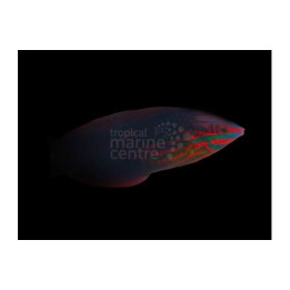 Halichoeres biocellatus - Red Face Wrasse