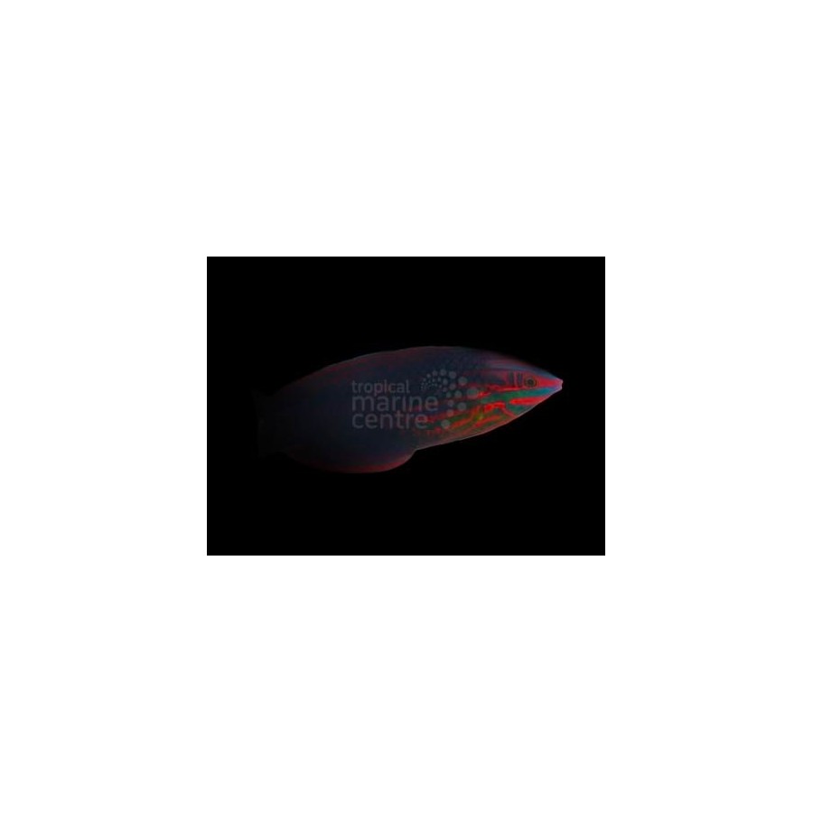 Halichoeres biocellatus - Red Face Wrasse