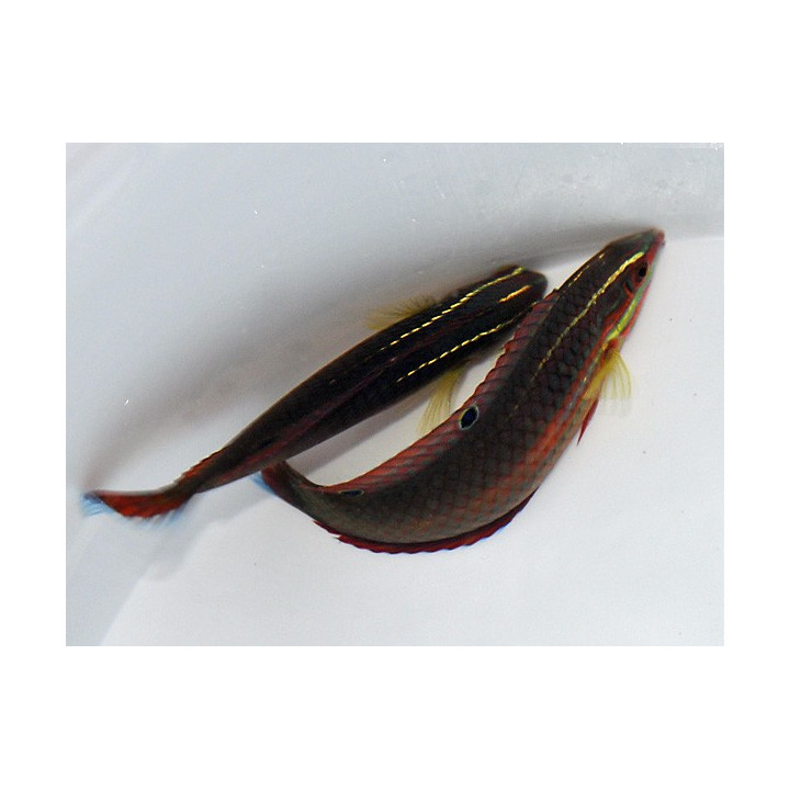 Halichoeres biocellatus - Red Face Wrasse