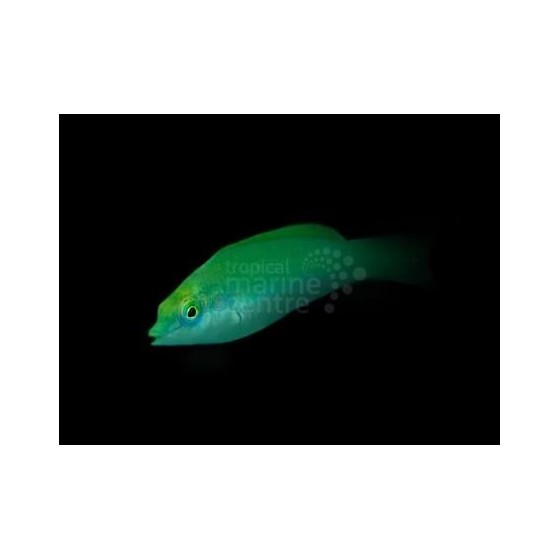 Halichoeres chloropterus - Jade Wrasse