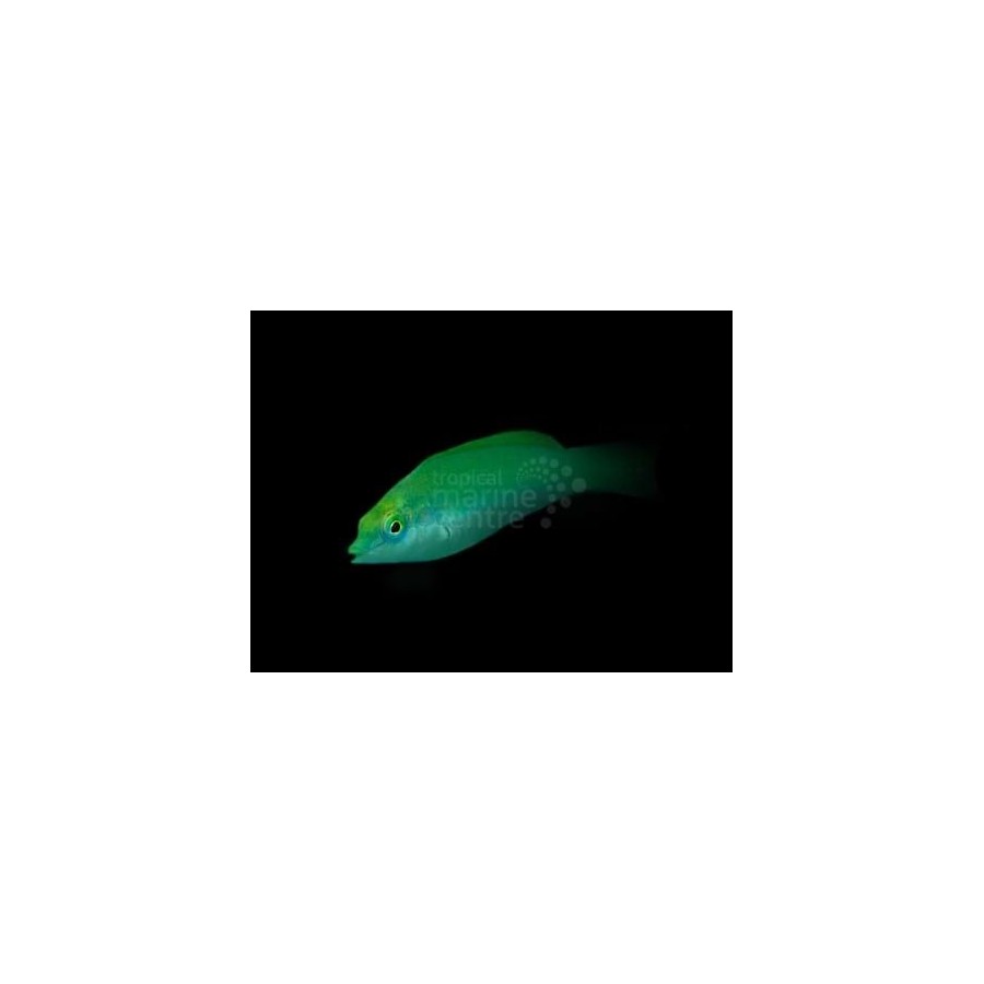 Halichoeres chloropterus - Jade Wrasse