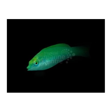 Halichoeres chloropterus - Jade Wrasse