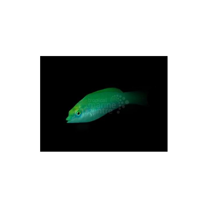 Halichoeres chloropterus - Jade Wrasse