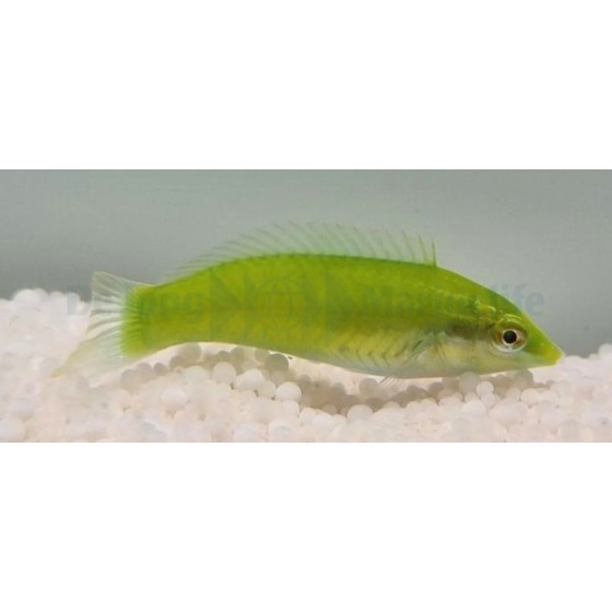 Halichoeres chloropterus - Jade Wrasse